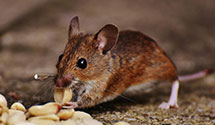 24 Hour & Emergency Exterminators in Cajahs Mountain, NC